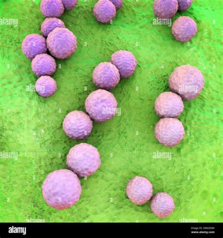 Are all cocci non motile?