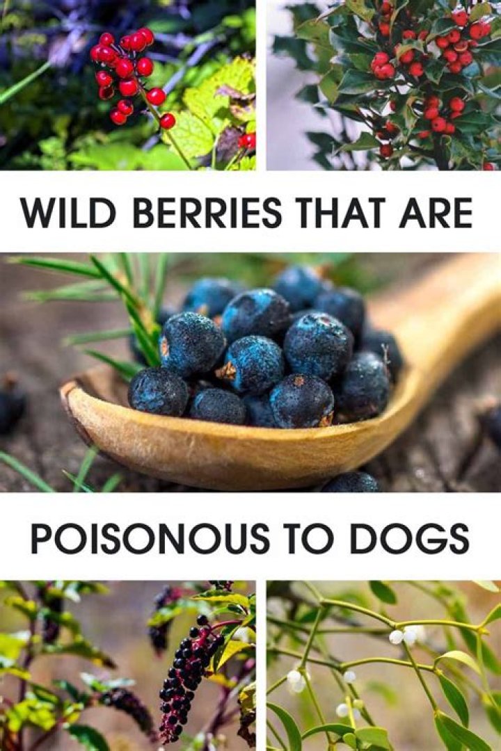 Are dog berries poisonous?