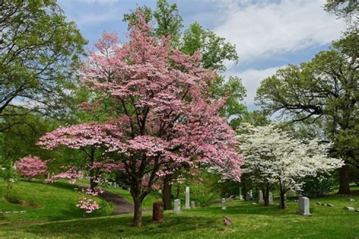 Are dogwoods understory trees?