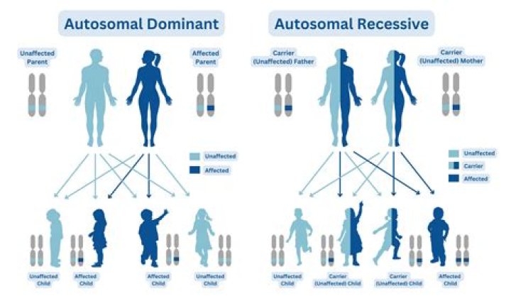 Are dwarfism dominant or recessive?
