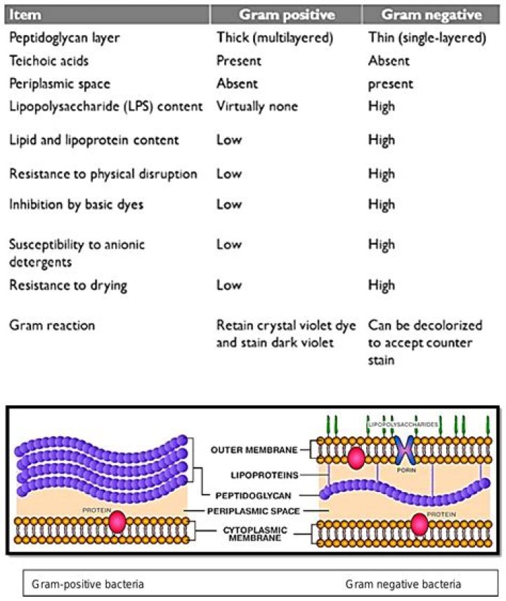 Are endotoxins gram negative or positive?