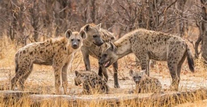 Are hyenas good or bad?