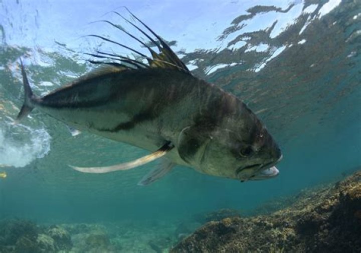Are roosterfish good to eat?
