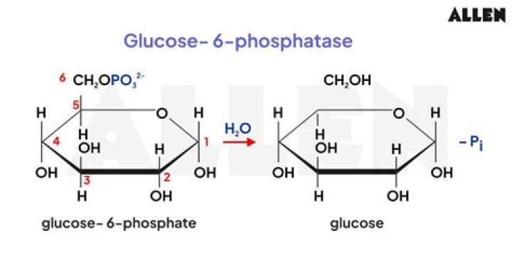 Can acetoacetate be converted to glucose?