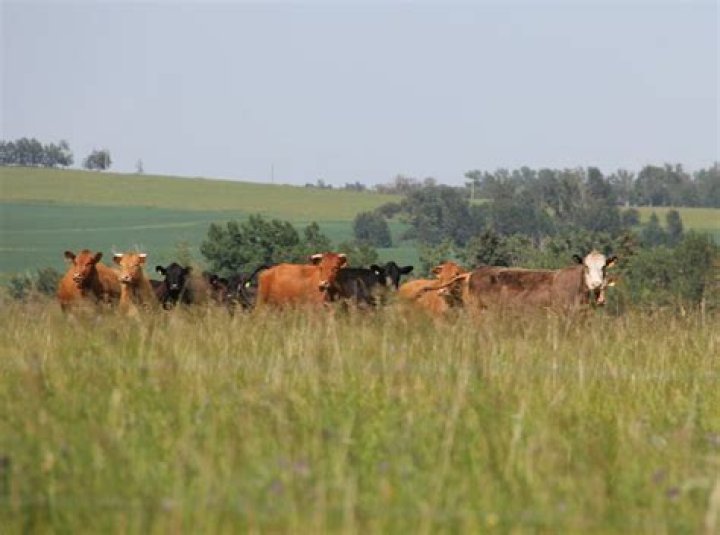 Can cows be inoculated against tb?