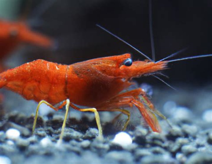 Can goldfish eat mysis?