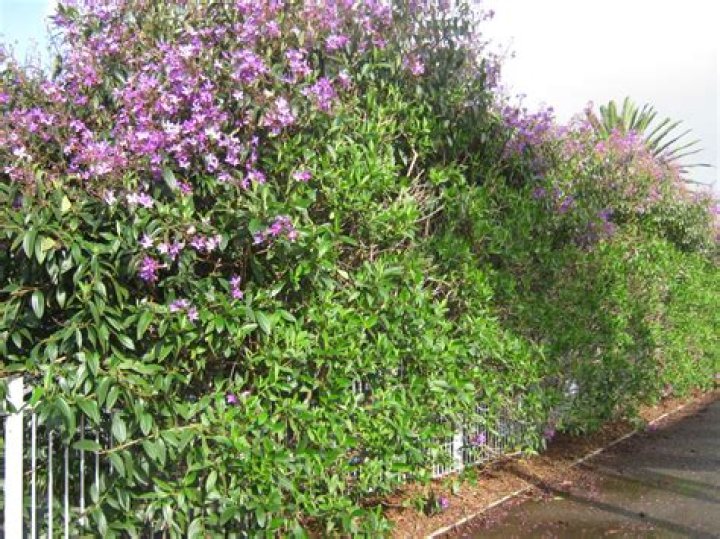 Can i cut back tibouchina?