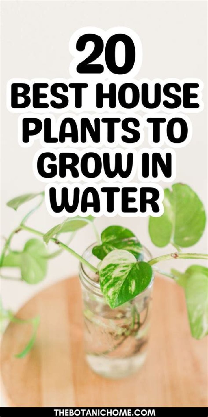 Can rose survive in water?