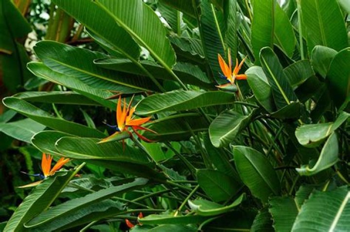 Can strelitzia be transplanted?