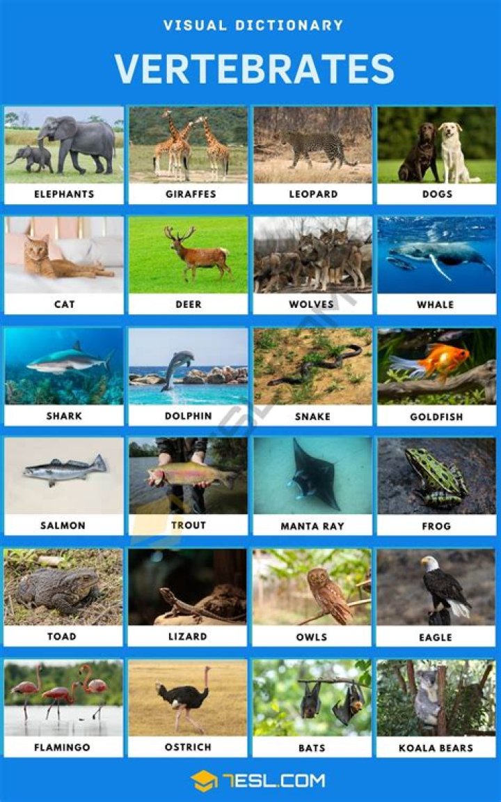 Can vertebrates have ears?