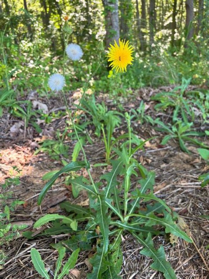Can you eat sow thistle?