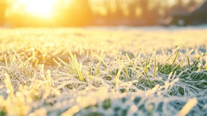 Can you lay turf in winter?