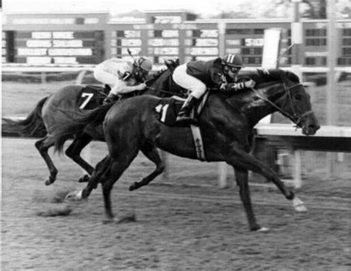 Did sham sire any winners?