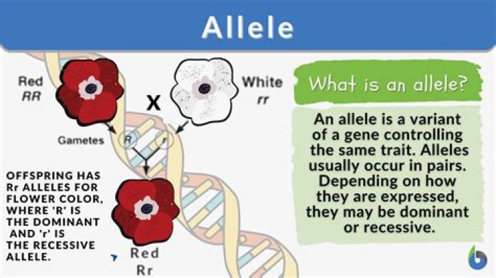Do both alleles get transcribed?