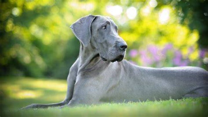 Do great danes shed a lot?
