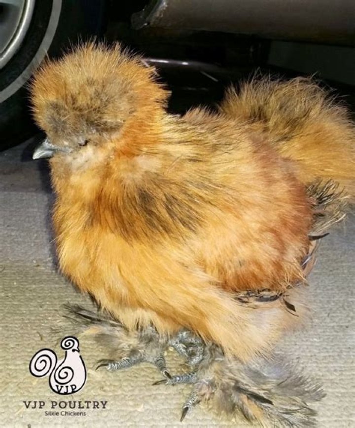 Do silkie hens have wattles?