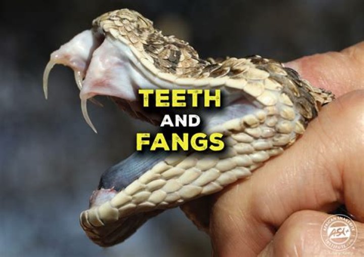 Does all snakes have fangs?