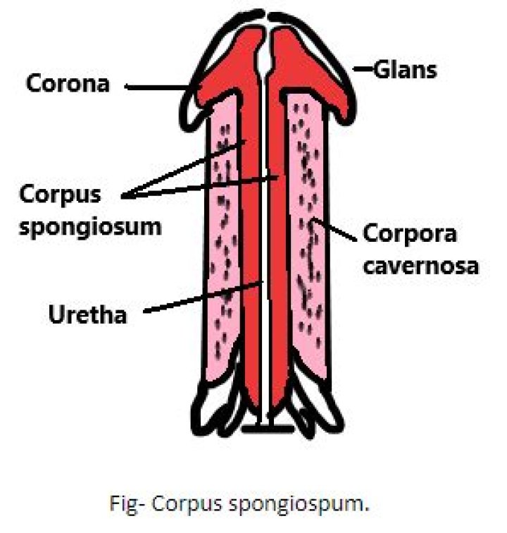 Does corpus spongiosum fill with blood?