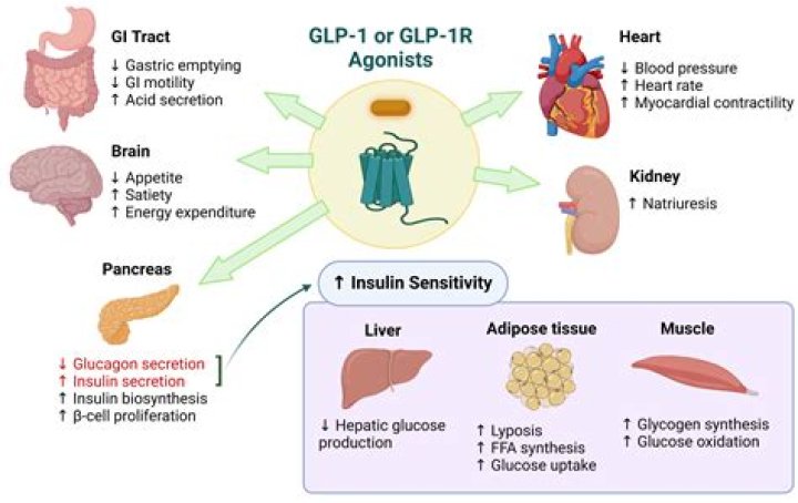 Does saxenda slow gastric emptying?