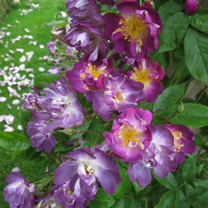 Does veilchenblau rambler rose have thorns?