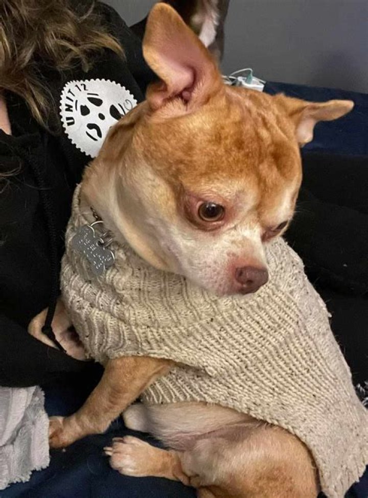 Has prancer the chihuahua been adopted?