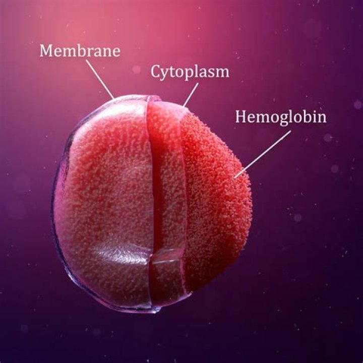 Has red blood cell?