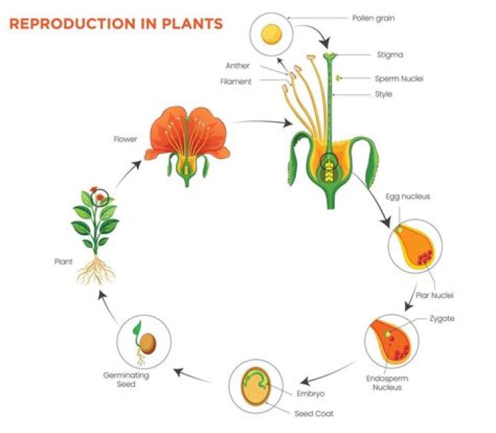 How a plant reproduces?