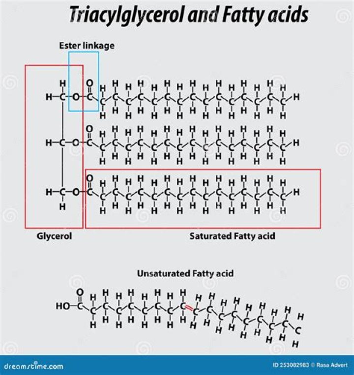 How many glycerols in a triglyceride?