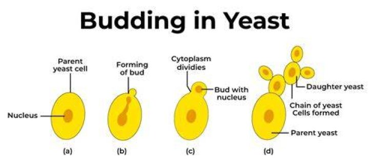 Is amoeba reproduces by budding?