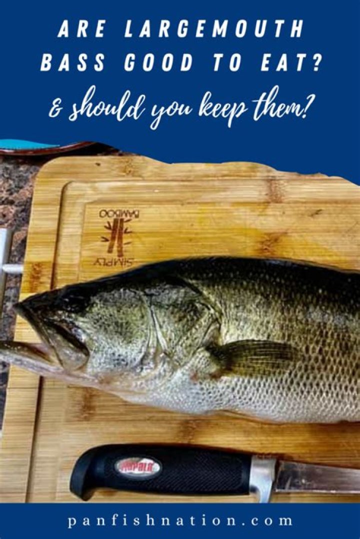 Should i eat largemouth bass?