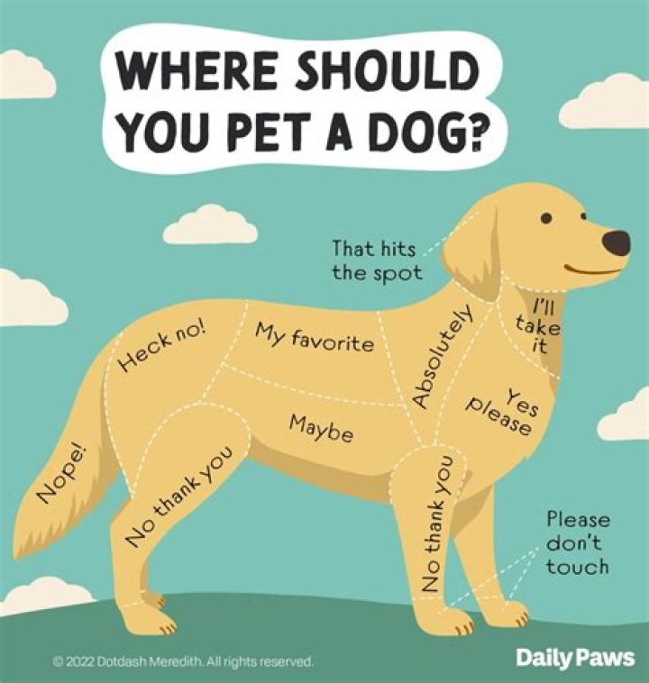 Should i wink at my dog?