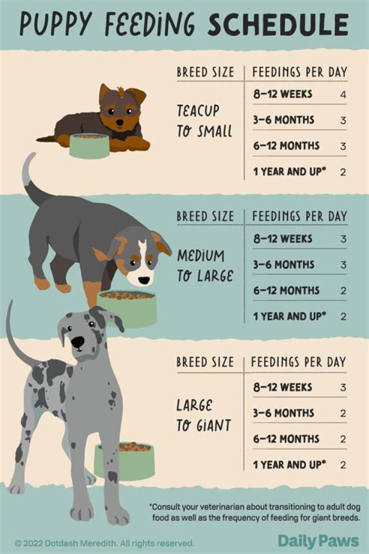Should you give puppies timeouts?