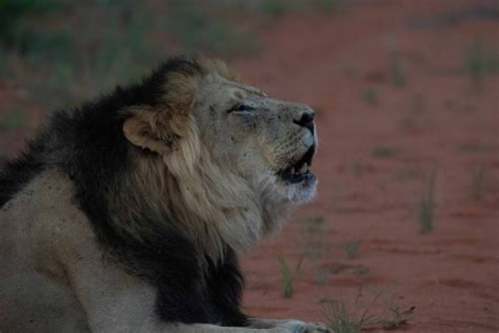 What are black maned lions?