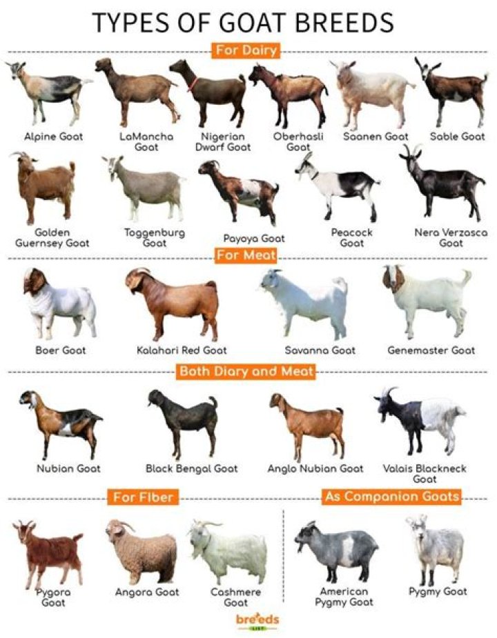 What are goat toggles?