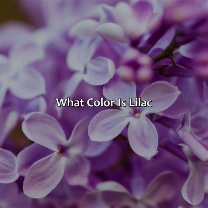 What are lilac panicles?