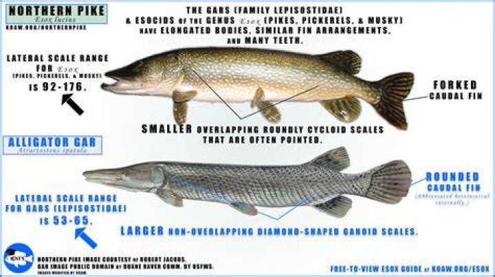 What can longnose gar eat?