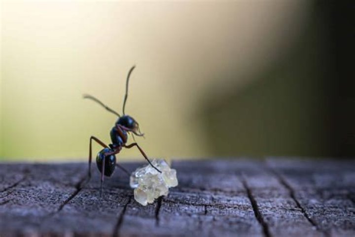 What do ants like?