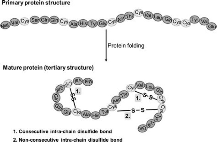 What do disulfide bonds do?