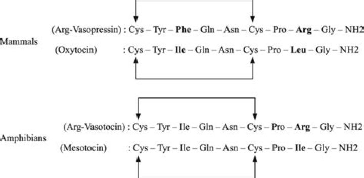 What is a arginine vasotocin?