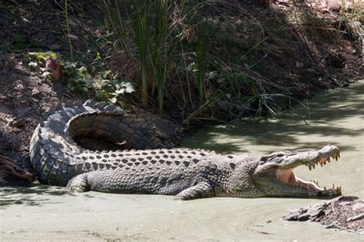 What is crocodiles bound and gallop?