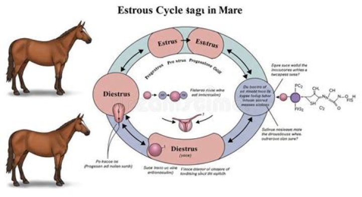 What is meant by dioestrus?