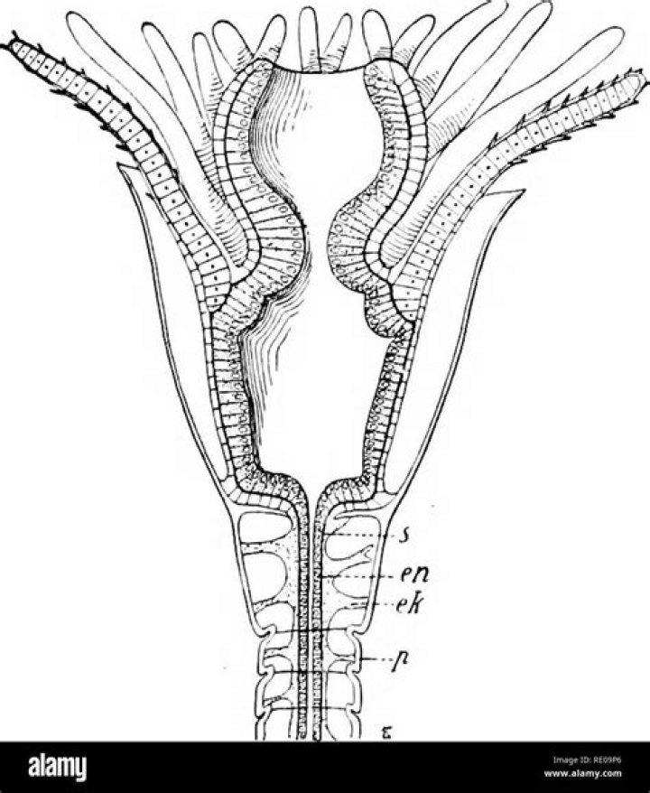 What is perisarc zoology?