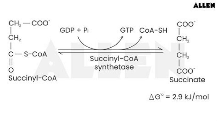 What is produced when succinyl coa is changed to succinate?
