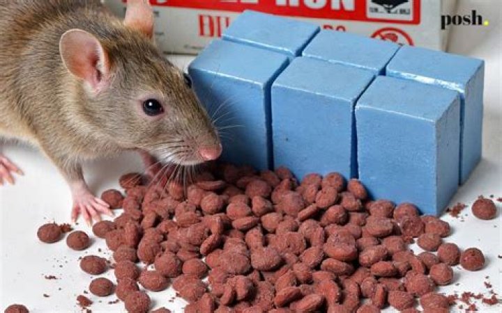 What rat poison dries them out?
