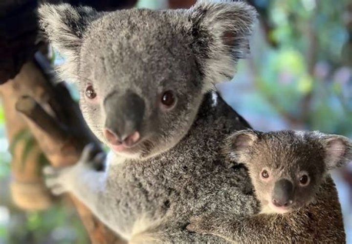 Whats a baby koala called?