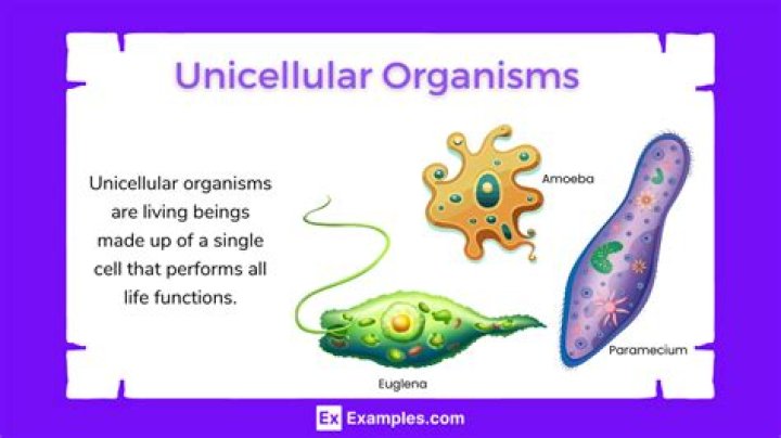 Whats a sentence for unicellular?