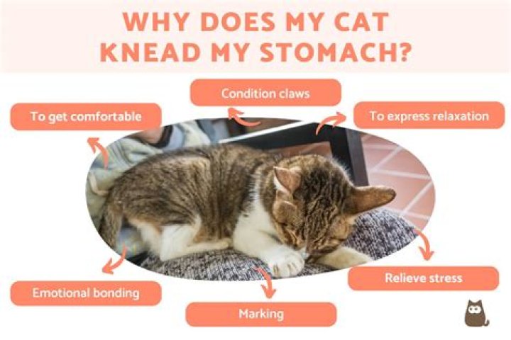 Whats it mean when cats knead?