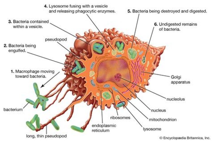 Where are macrophages found?