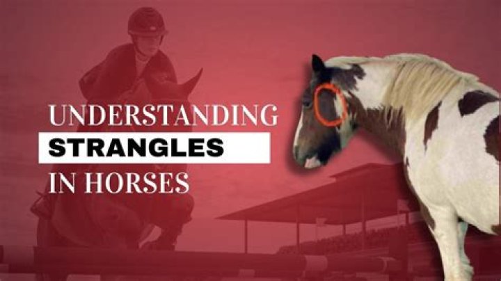 Where do horses get strangles from?