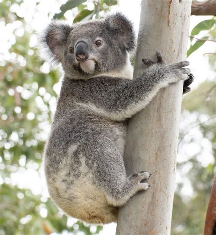 Which animal is koala?